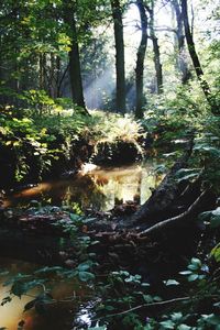 Stream in forest