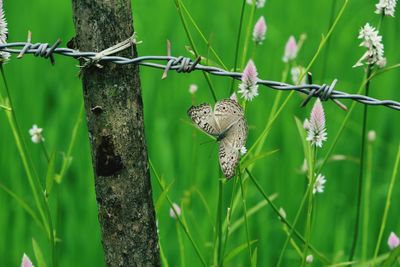 Close-up of butterfly on plant