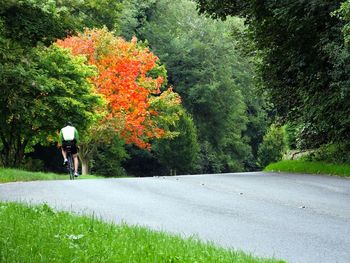 Road passing through forest