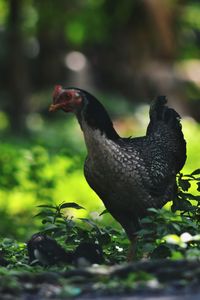 Close-up of a bird on a field