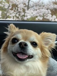 Close-up portrait of a dog