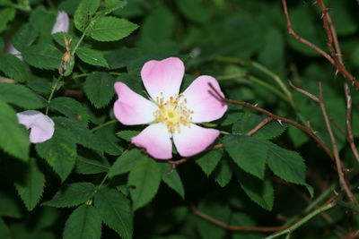 Close-up of pink flower