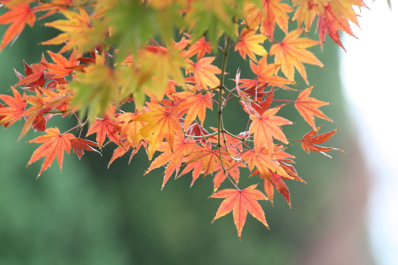 autumn, change, leaf, maple leaf, orange color, nature, maple tree, beauty in nature, tree, maple, scenics, vibrant color, close-up, no people, outdoors, growth, day, branch