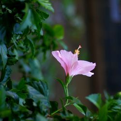 Close-up of pink flowering plant