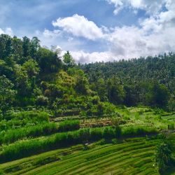 Scenic view of trees on field against sky