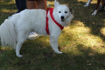 Dog looking away on field