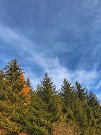 Low angle view of trees against sky during autumn