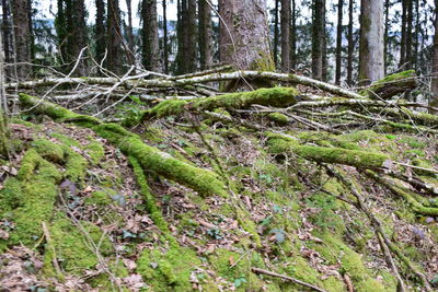 Trees growing in forest