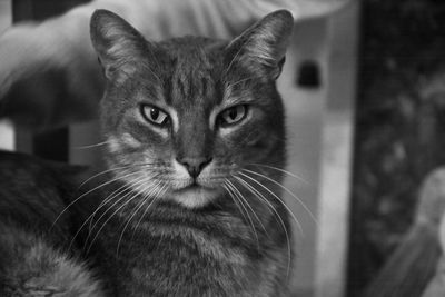 Close-up portrait of a cat