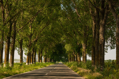 Road amidst trees in forest