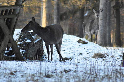 View of two horses on snow covered field