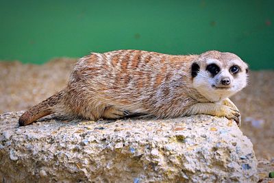 Portrait of meerkat sitting on rock