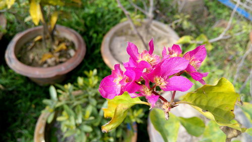 Close-up of pink flowers