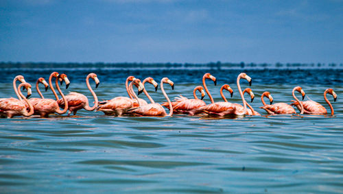 View of birds in sea against blue sky