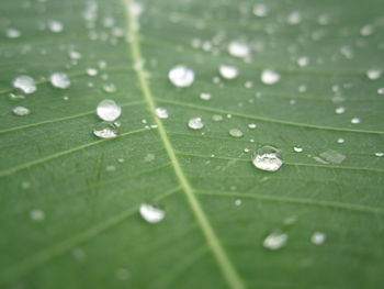 Close-up of raindrops on leaves