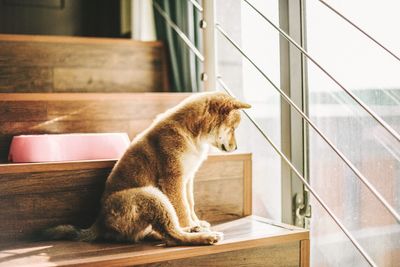 Close-up of dog sitting on steps at home