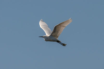 Low angle view of seagull flying