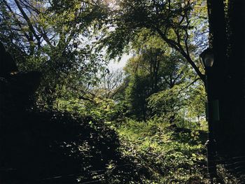 Low angle view of trees in forest