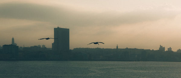 Bird flying over city against sky