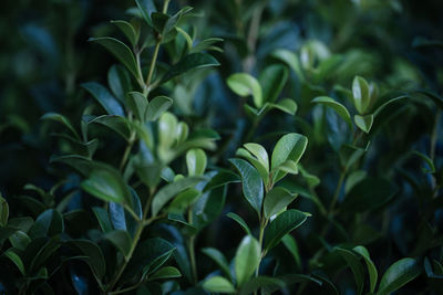 Close-up of plant growing on field