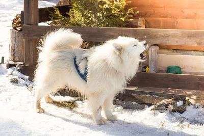 Close-up of dog standing on snow