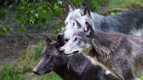 Close-up of wolves