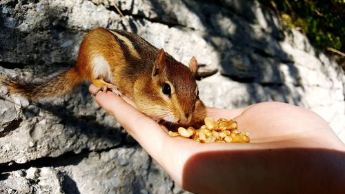 Close-up of hand holding squirrel on rock