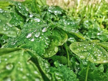 Close-up of wet plant leaves during rainy season