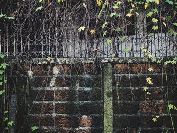 Ivy on wall