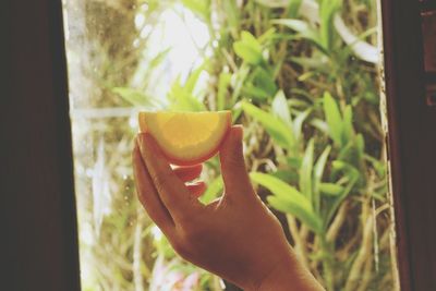Cropped hand holding orange against window at home