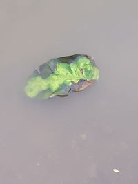 High angle view of green leaves floating on water