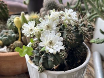 plant