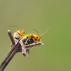 Close-up of insect on twig