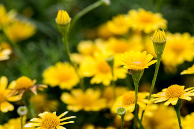 Close-up of yellow flowering plant on field