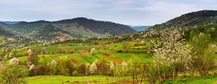 Scenic view of agricultural field against sky