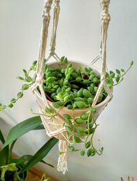 Close-up of potted plant hanging against wall