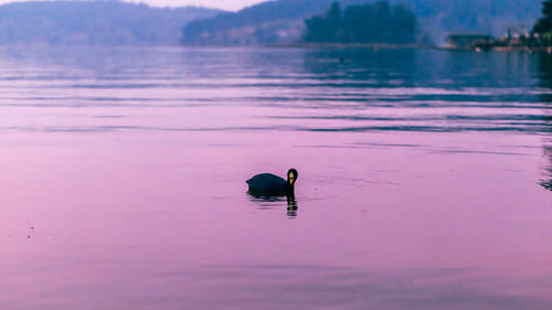 Duck swimming in lake