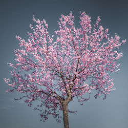 Low angle view of cherry blossom tree against sky