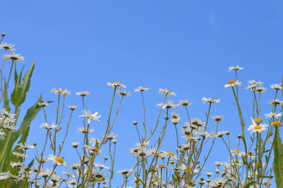 Low angle view of flowering plants against clear blue sky