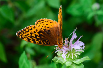 Close-up of butterfly pollinating on flower