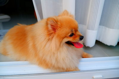 Close-up of a dog looking away