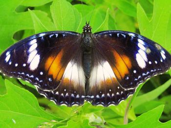 Close-up of butterfly on leaf