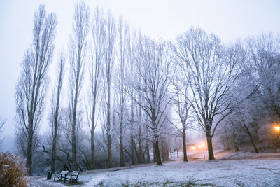 Bare trees on snow covered landscape