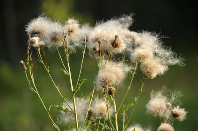 Close-up of dandelion flower