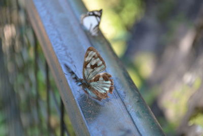Close-up of leaf on wood