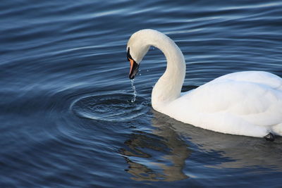 Close-up of swan swimming in lake