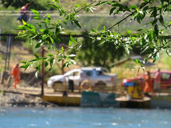 Plants by boats moored in water