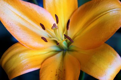 Close-up of yellow flowering plant