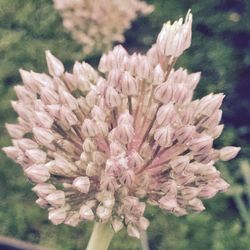 Close-up of pink flowers