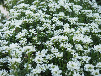 Close-up of white daisy flowers blooming in garden